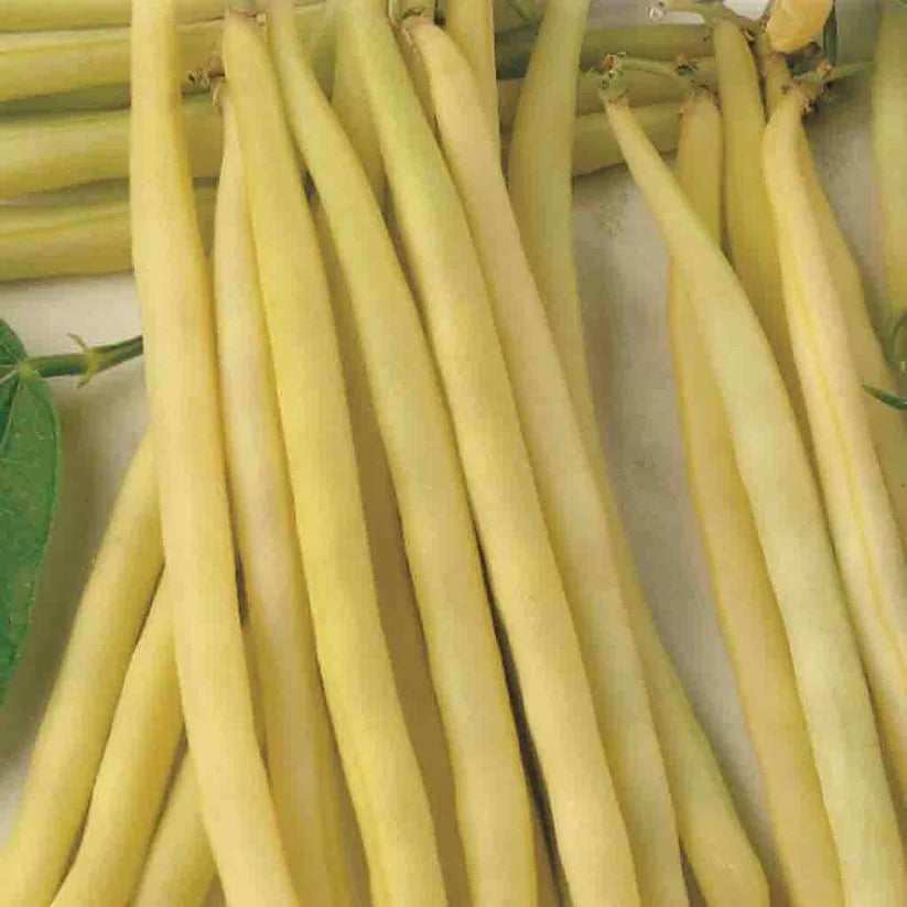 Bean Carson (Bush) - McKenzie Seeds