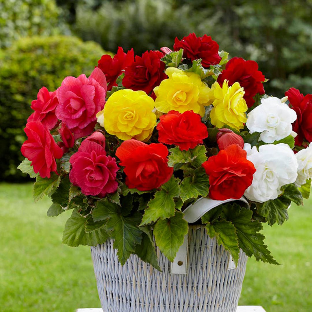 Begonia, Double Camelia - Mix, 3 Pack