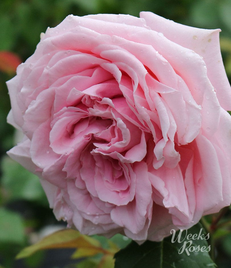 Belinda's Dream - Weeks Rose