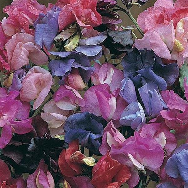 Sweet Pea Bijou Mix - Pacific Northwest Seeds