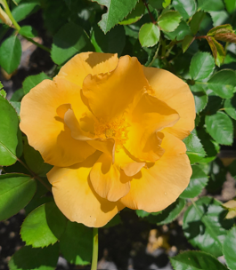 Bill Reid - Cold Hardy Rose