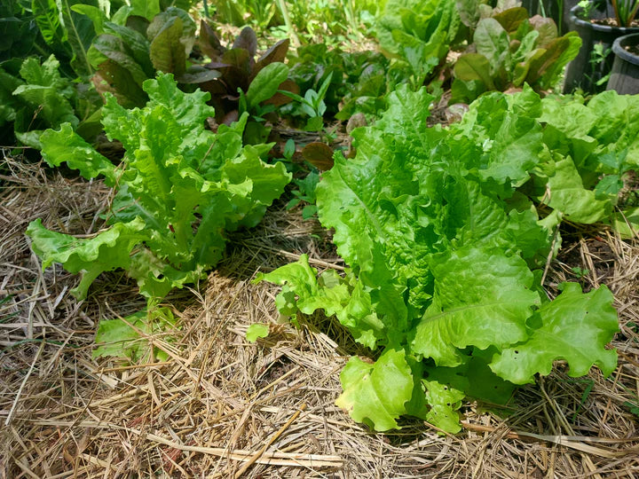 Looseleaf Lettuce Bionda a Foglia - Eagleridge Seeds