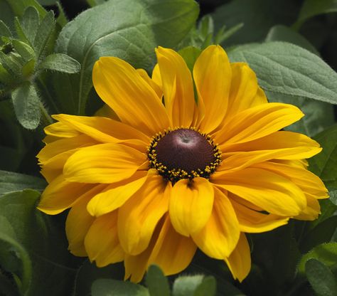 Rudbeckia Black Eyed Susan - Pacific Northwest Seeds