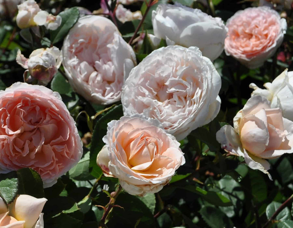 Parfuma® Bliss - Kordes® Roses