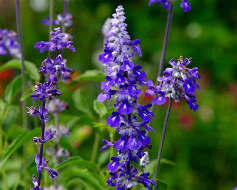 Salvia Blue Bedder - Pacific Northwest Seeds