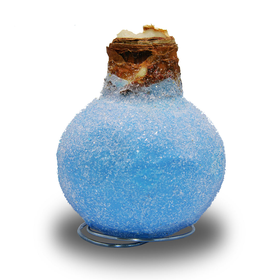 Amaryllis - Waxed Frozen Glitter - Red Bloom