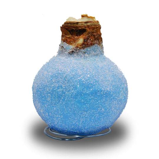 Amaryllis - Waxed Frozen Glitter - Red Bloom