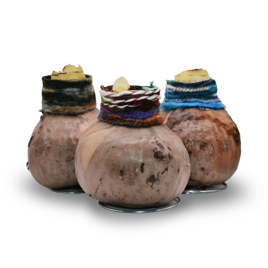 Amaryllis - Boho Chic Natural Wax - Red Bloom