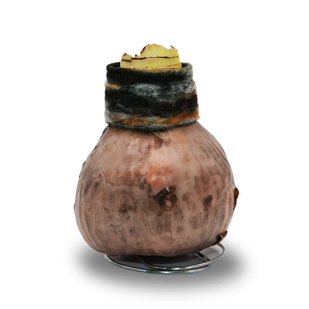 Amaryllis - Boho Chic Natural Wax - Red Bloom