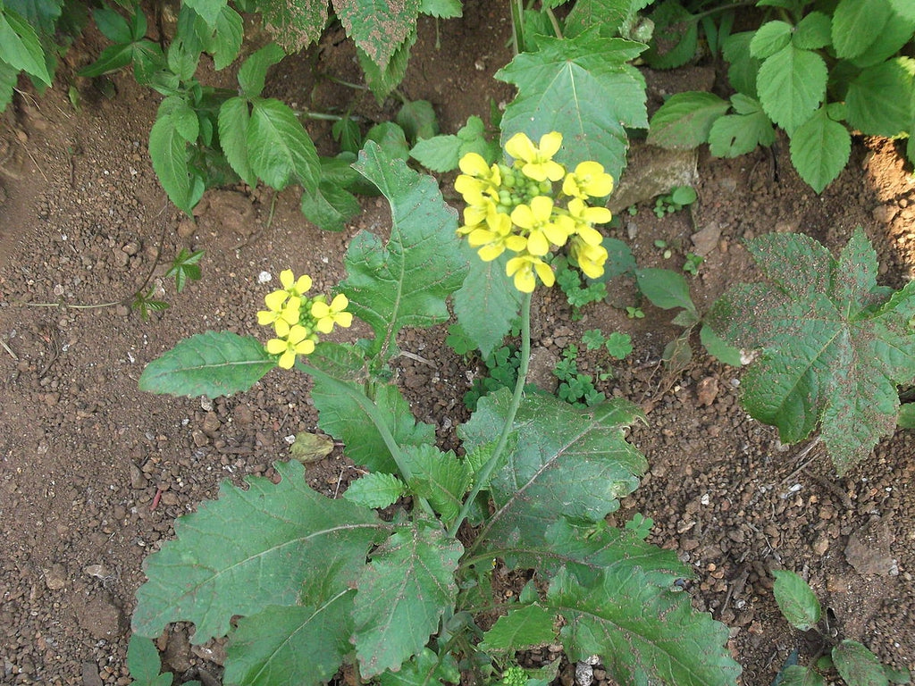 Indian Mustard - Eagleridge Seeds