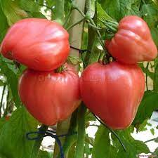 Tomato Bullsheart - Eagleridge Seeds