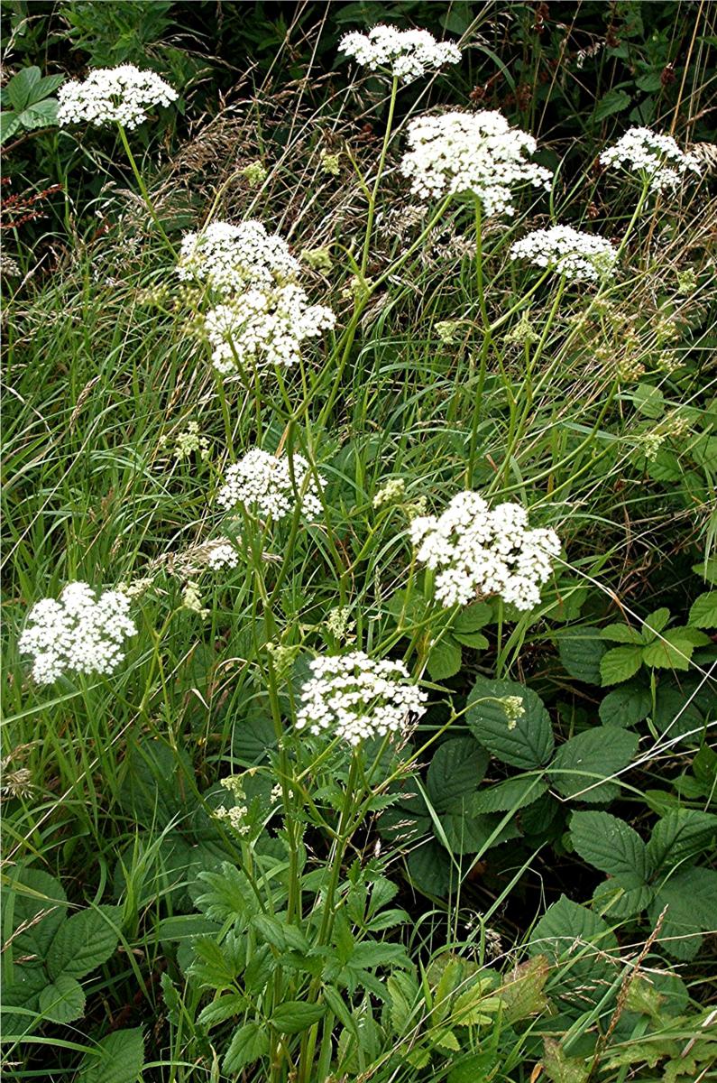 Burnet Saxifraga - Eagleridge Seeds