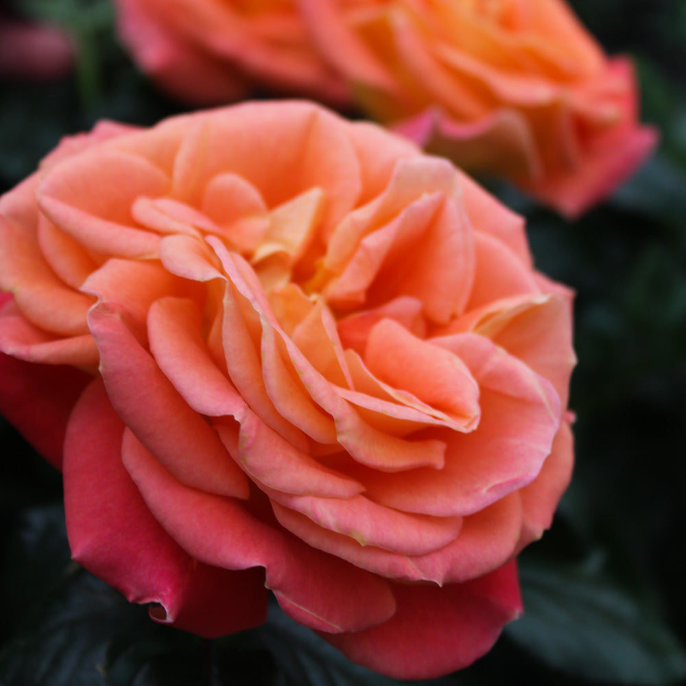 Burst of Joy - Weeks Rose