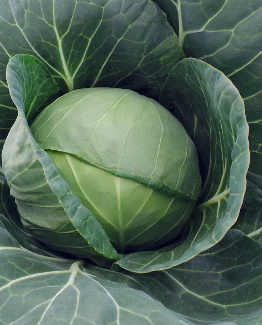 Organic Cabbage Farao - West Coast Seeds