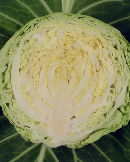 Organic Cabbage Farao - West Coast Seeds