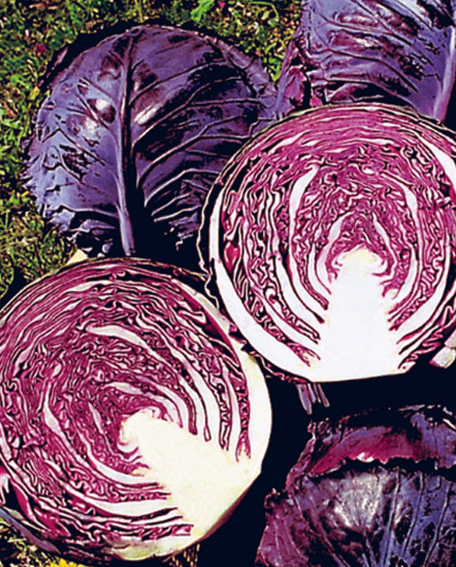 Cabbage Ruby Perfection - West Coast Seeds