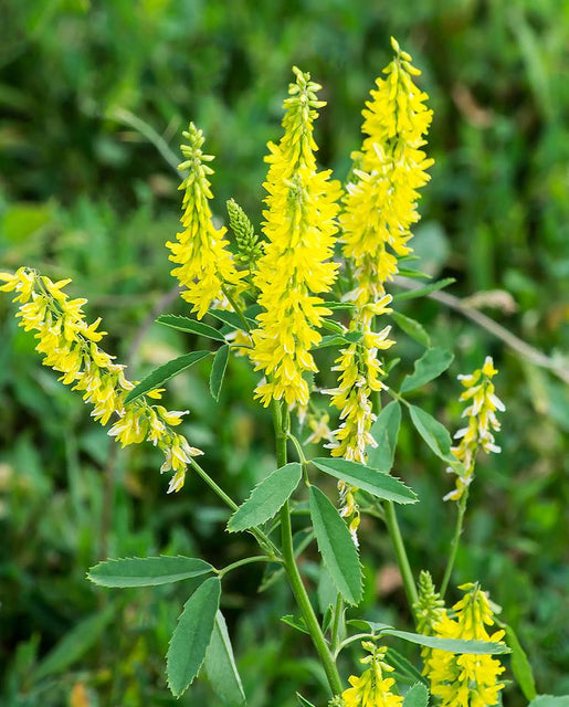 Organic Yellow Sweet Clover - West Coast Seeds