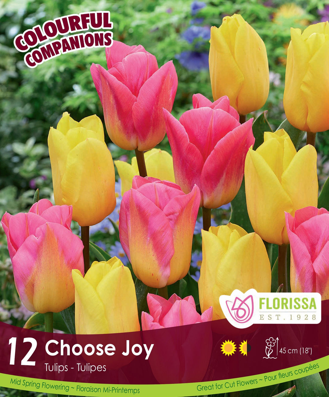 Tulips - Choose Joy, Colourful Companions, 12 Pack