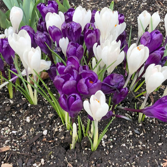 Crocus - Delft Duo, Coulourful Companions, 24 pack