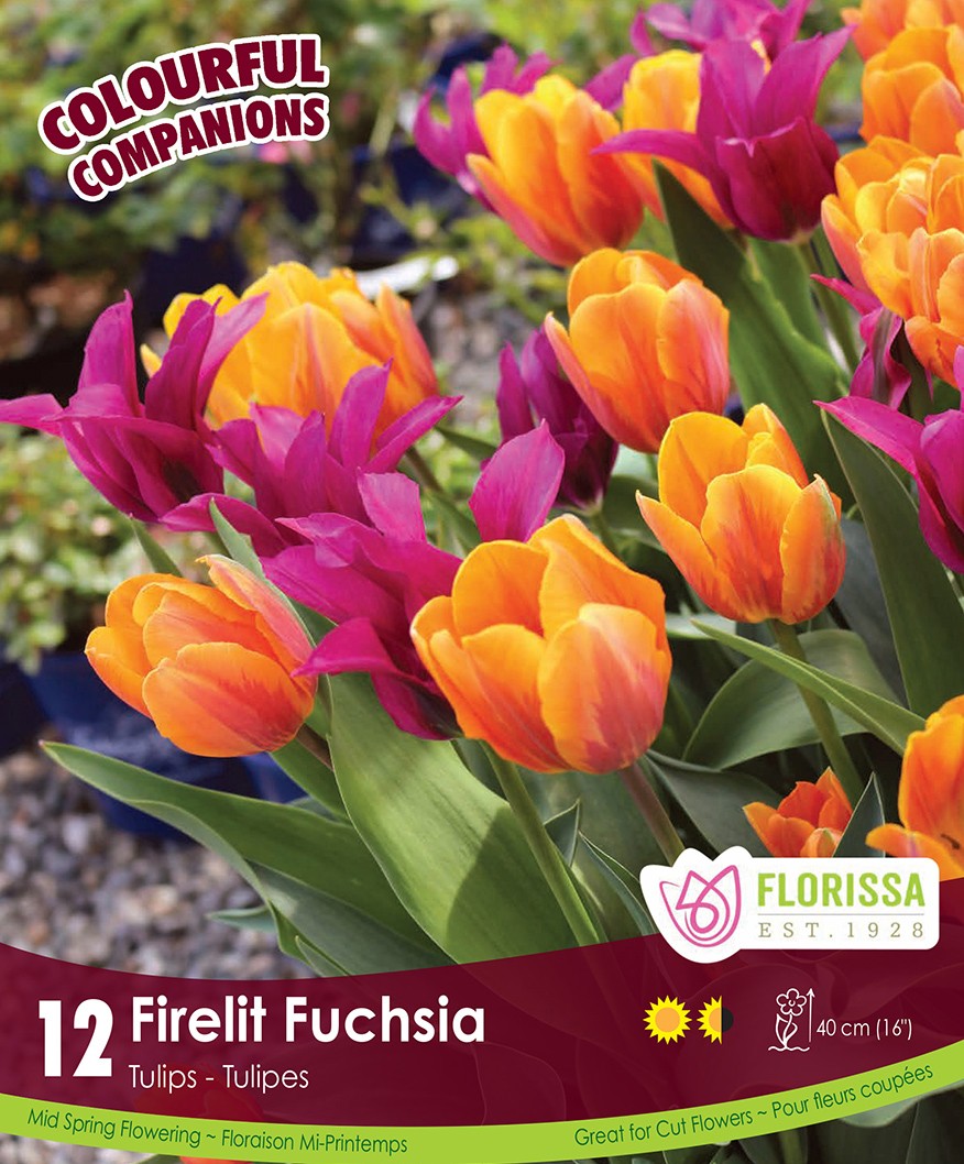 Tulips - Firelit Fuchsia, Colourful Companions, 12 Pack