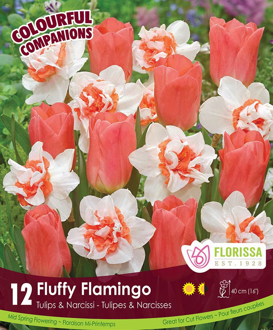 Tulips & Narcissi - Fluffy Flamingo, Colourful Companions, 12 Pack