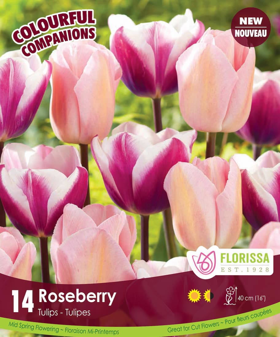 Tulips - Roseberry, Colourful Companions, 14 Pack