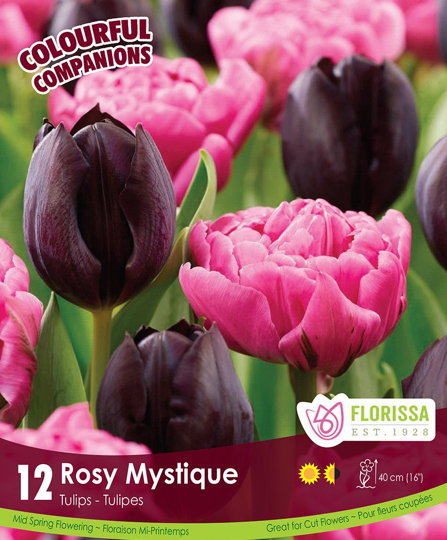 Tulips - Rosy Mystique, Colourful Companions, 12 Pack