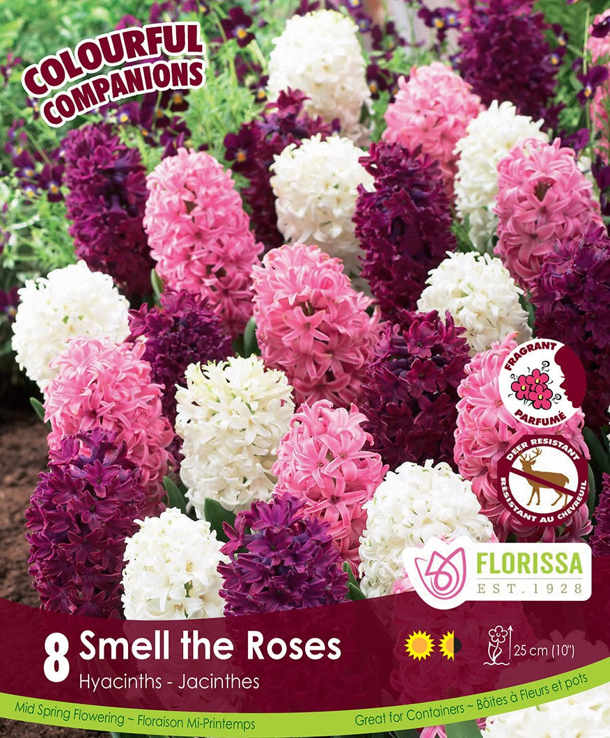 Hyacinths - Smell the Roses, Colourful Companions, 8 Pack