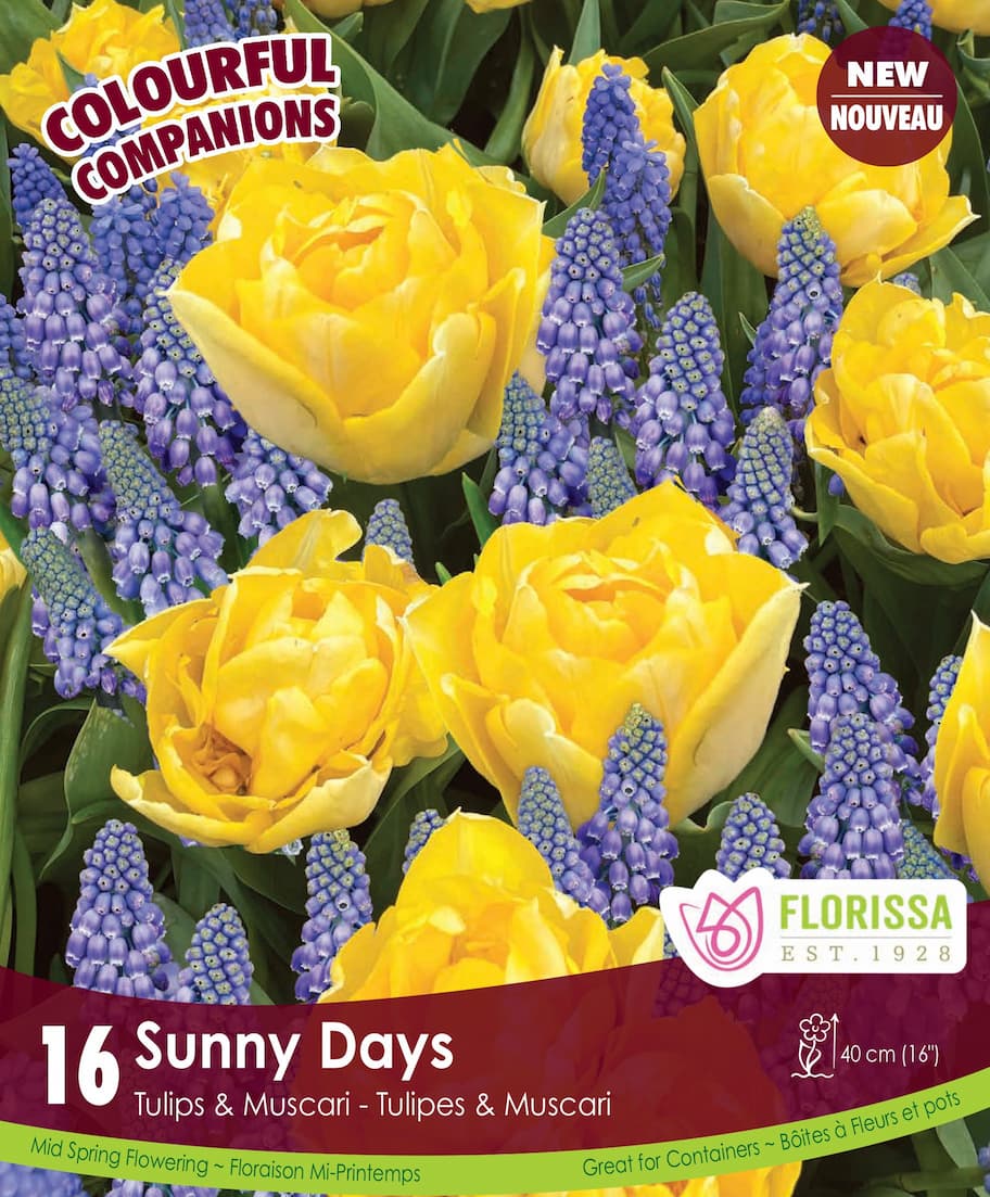 Tulips & Muscari - Sunny Days, Colourful Companions, 16 Pack