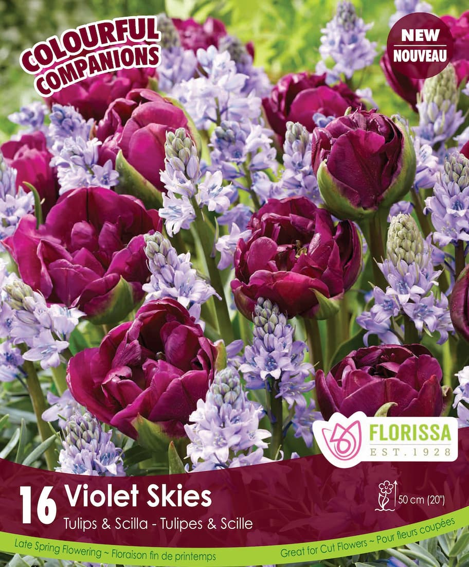 Tulips & Scilla - Violet Skies, Colourful Companions, 16 Pack