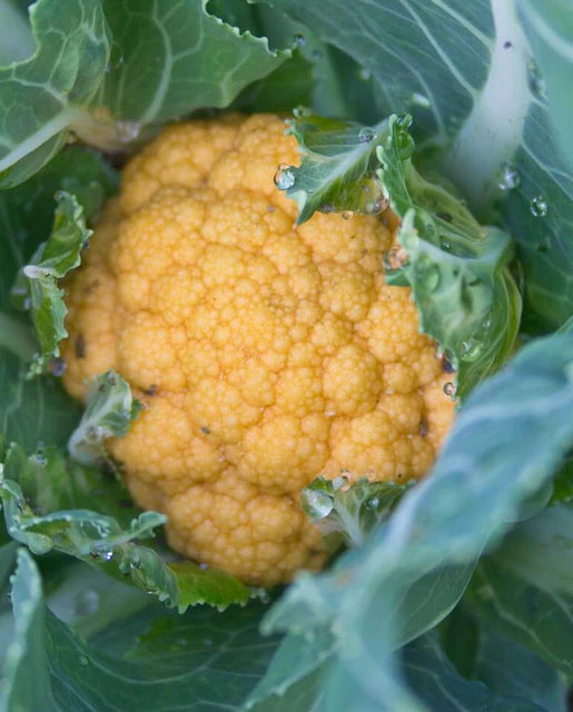 Cauliflower Sunset  - West Coast Seeds