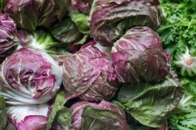 Radicchio Chicory Chioggia Variegated - Ontario Seed Company