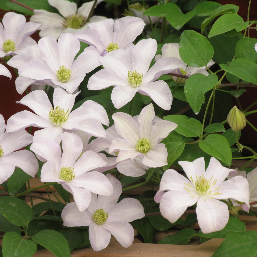 Clematis Huldine