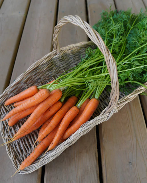 Carrot Narvik- West Coast Seeds