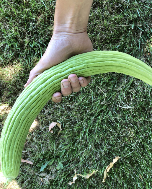 Cucumber Armenian - West Coast Seeds