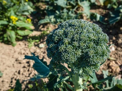 Calabrese Broccoli - Eagleridge Seeds