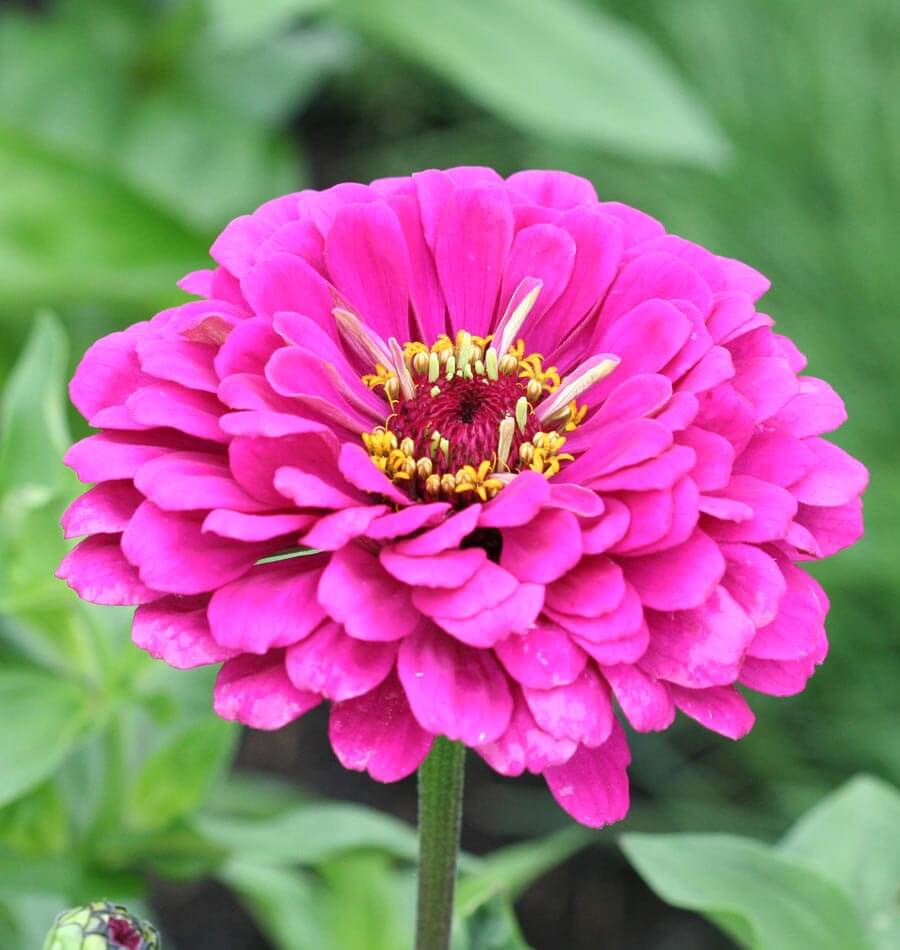 Zinnia California Giant Mixture - Pacific Northwest Seeds