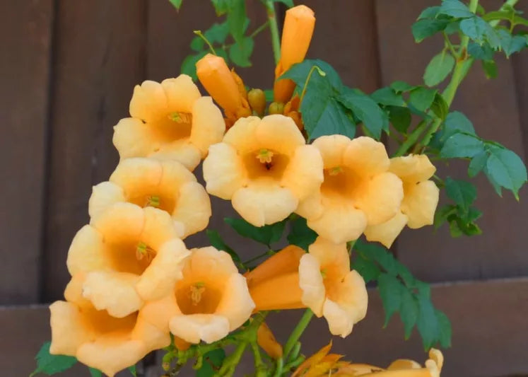 Campsis Flava (Trumpet Vine)