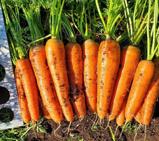 Carrot Caravel - West Coast Seeds