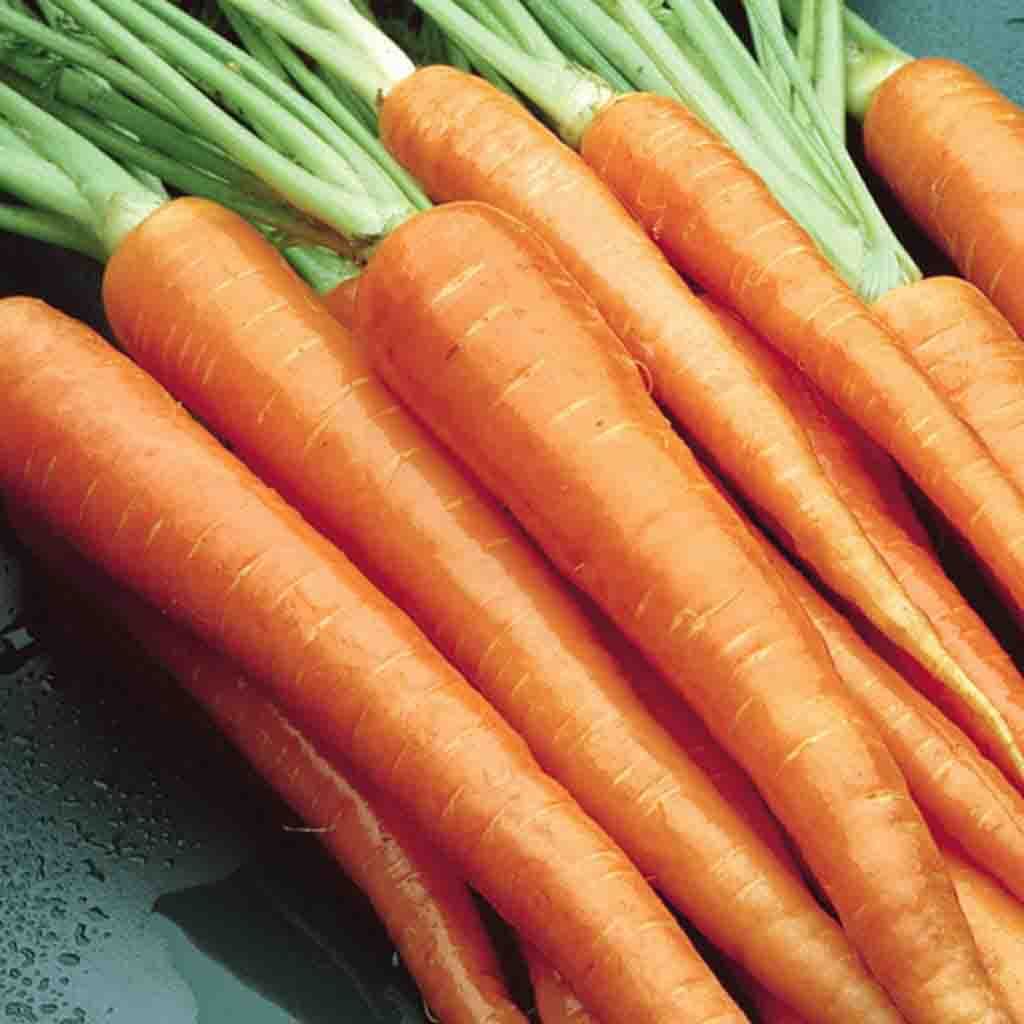Carrot Danvers, Sow Easy - McKenzie Seeds