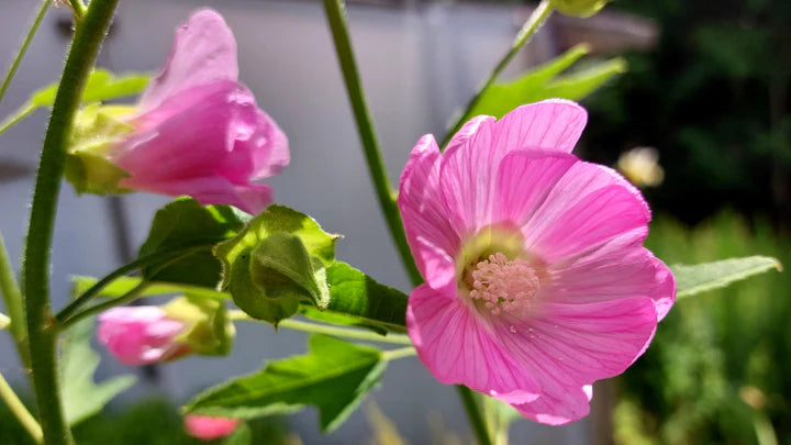 Kashmir Tree Mallow - Eagleridge Seeds