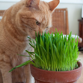 Catgrass - Pacific Northwest Seeds
