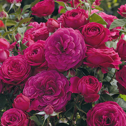 Celestial Night - Weeks Rose