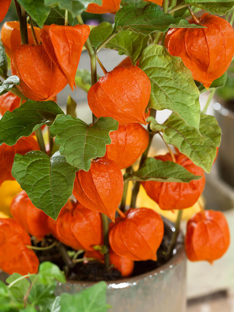 Chinese Lantern - Ontario Seed Company