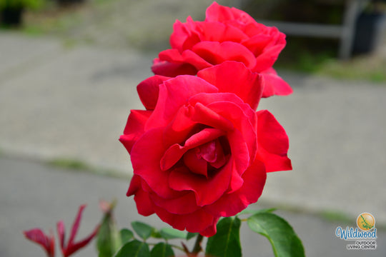 Chrysler Imperial - Star Roses and Plants
