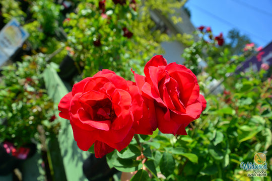 Chrysler Imperial - Star Roses and Plants