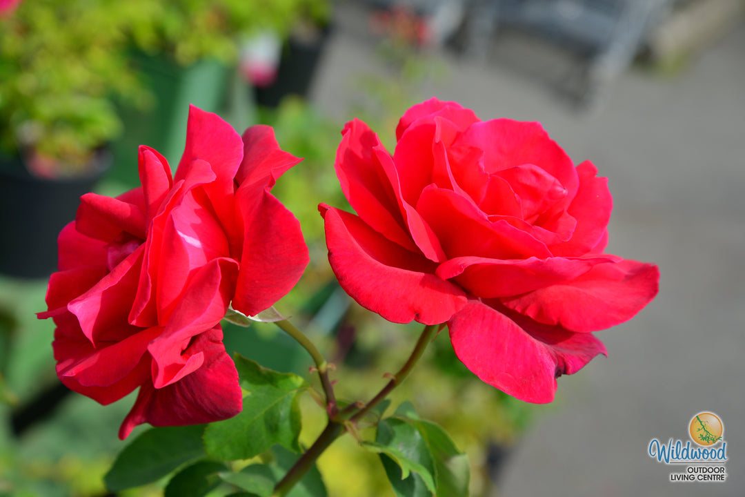 Chrysler Imperial - Star Roses and Plants