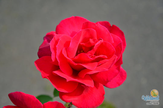 Chrysler Imperial - Star Roses and Plants