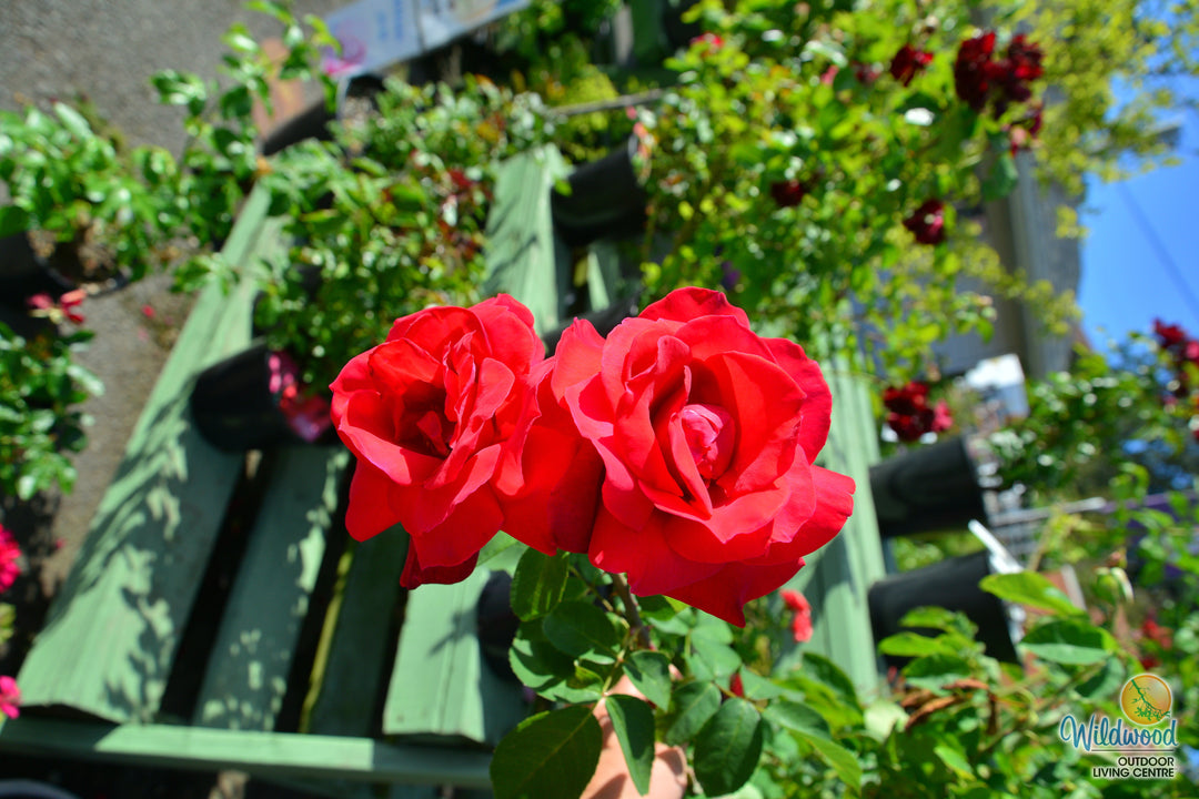 Chrysler Imperial - Star Roses and Plants