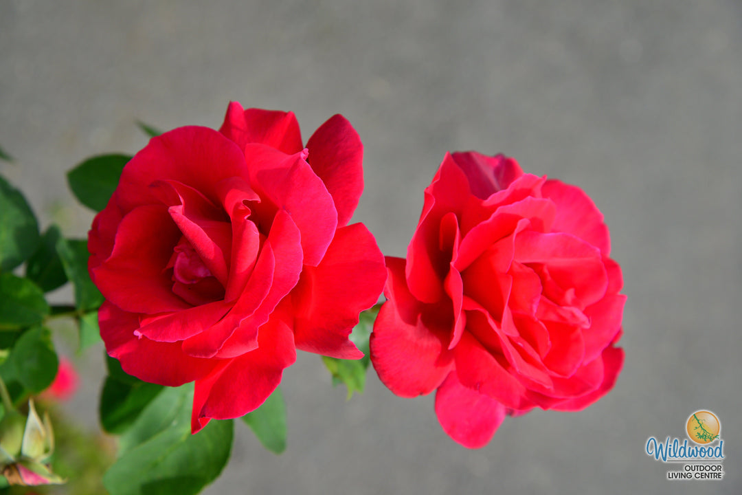 Chrysler Imperial - Star Roses and Plants